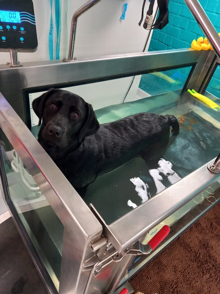 Hydrotherapie voor honden, Dieren en Toebehoren, Honden-accessoires, Overige merken, Ophalen, Nieuw, Hondenloopplank