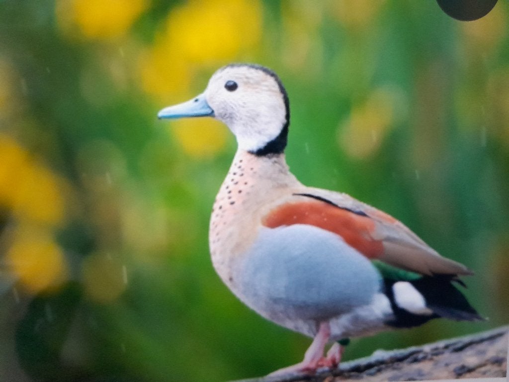 roodschoudertaling siereenden, Animaux & Accessoires, Volatiles