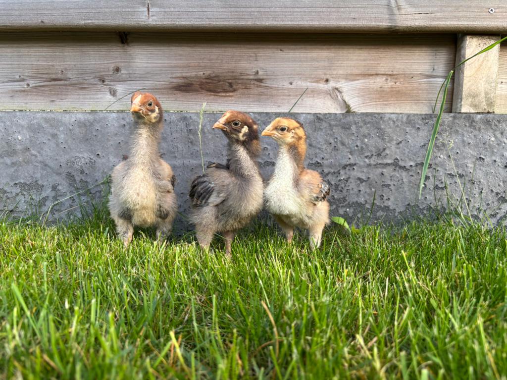 Wyandotte goud blauwgezoomd kuikens, Sexe inconnu, Poule ou poulet