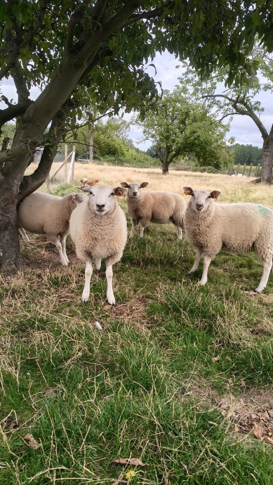 7 jonge ooien van april 2026, Vrouwelijk, Schaap, 0 tot 2 jaar
