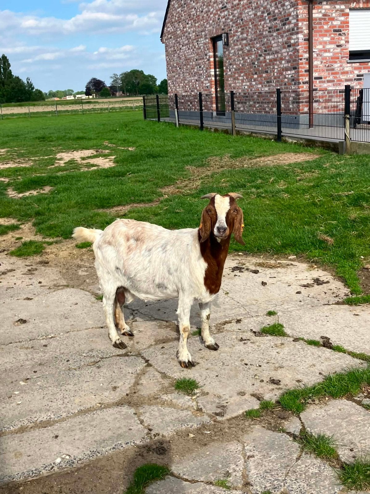 Boerengeiten, Dieren en Toebehoren