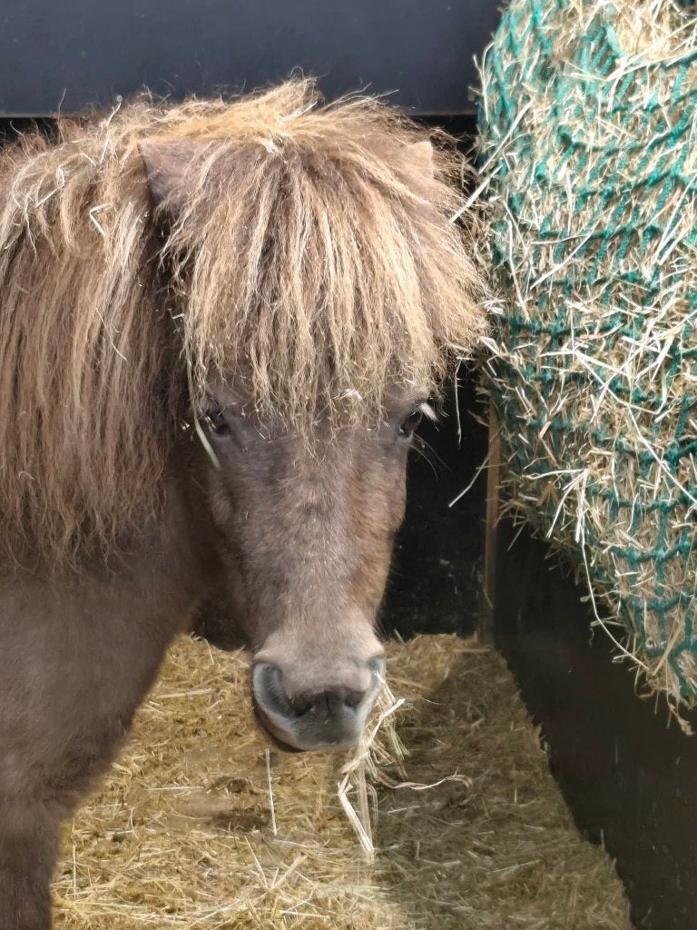 NMPRS hongre 6 ans, Hongre, Ne s'applique pas, 3 à 6 ans, Avec pedigree