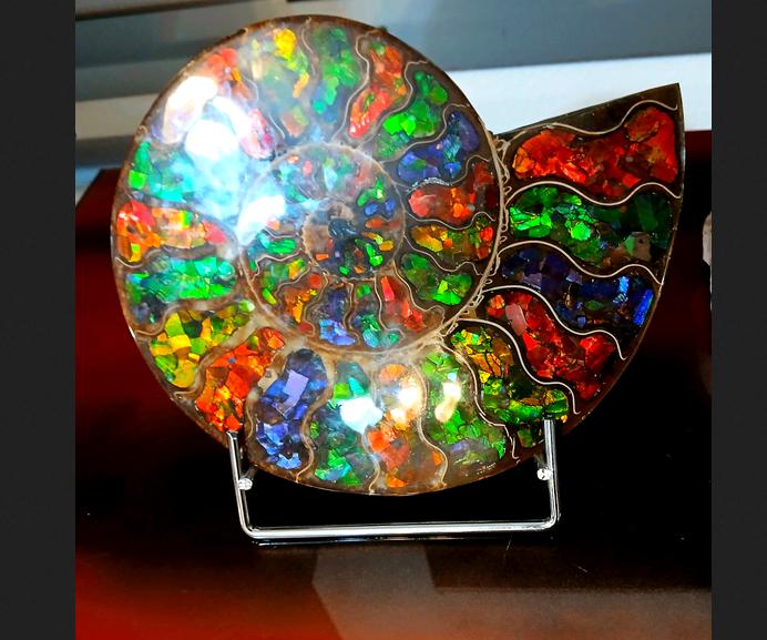 ammolite ammonite starborn xl 23x18cm, Collections, Envoi, Minéral