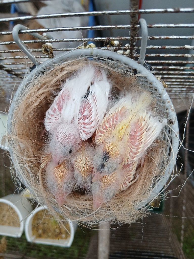 Kanaries, Dieren en Toebehoren, Geslacht onbekend, Kleurkanarie