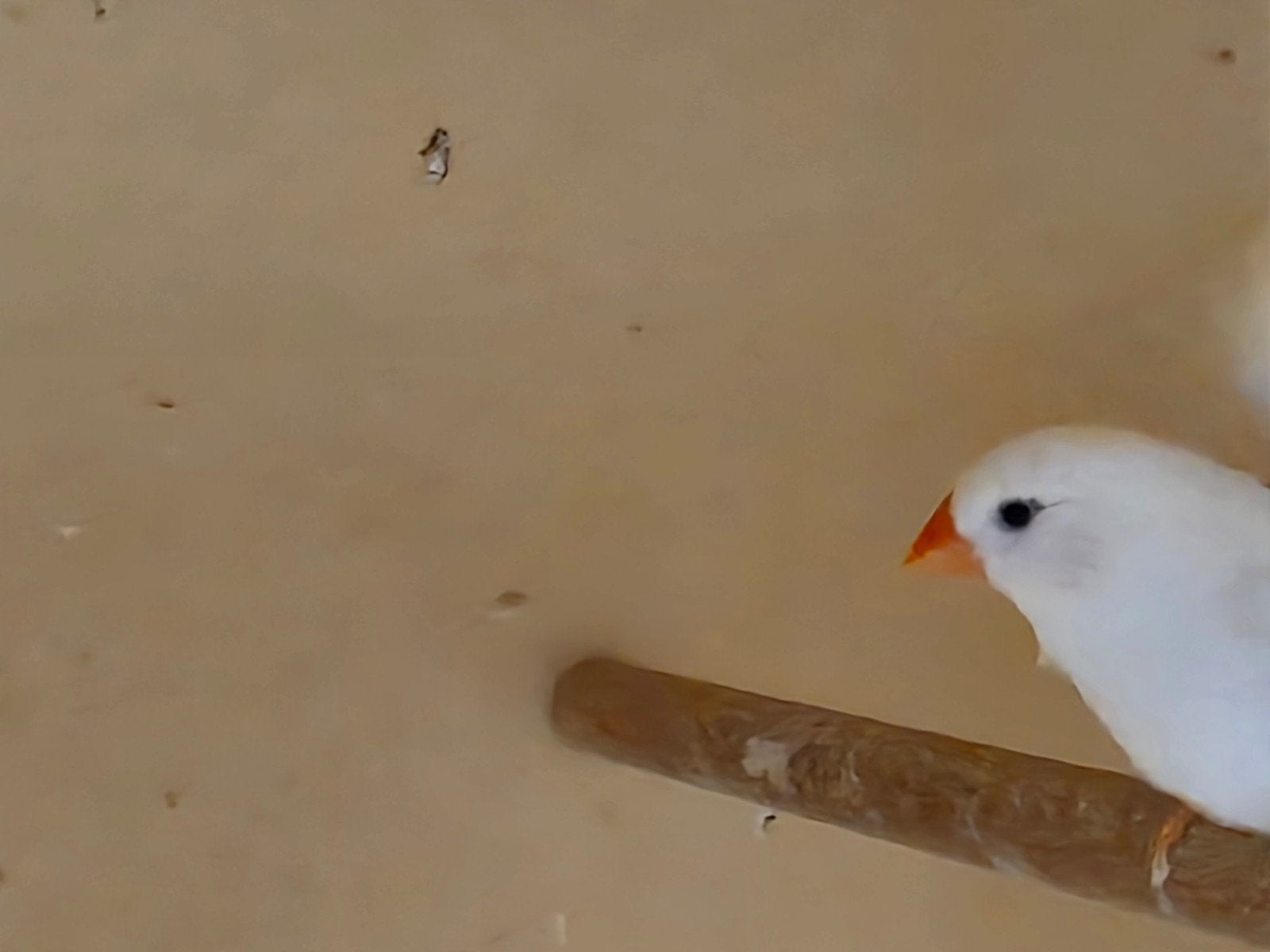 Witte zebravinken - Groot formaat, Dieren en Toebehoren, Vogels | Overige Vogels