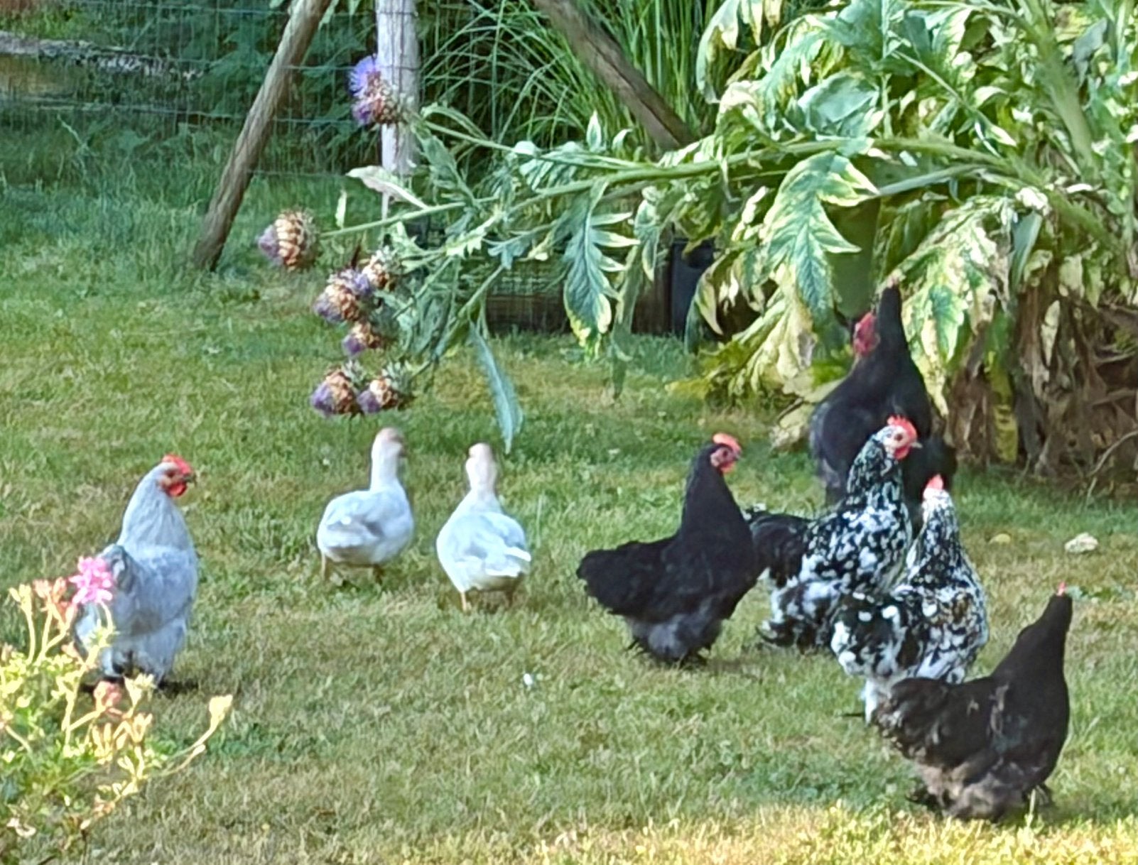 Cochin kriel hanen gratis, Dieren en Toebehoren, Pluimvee, Mannelijk, Kip