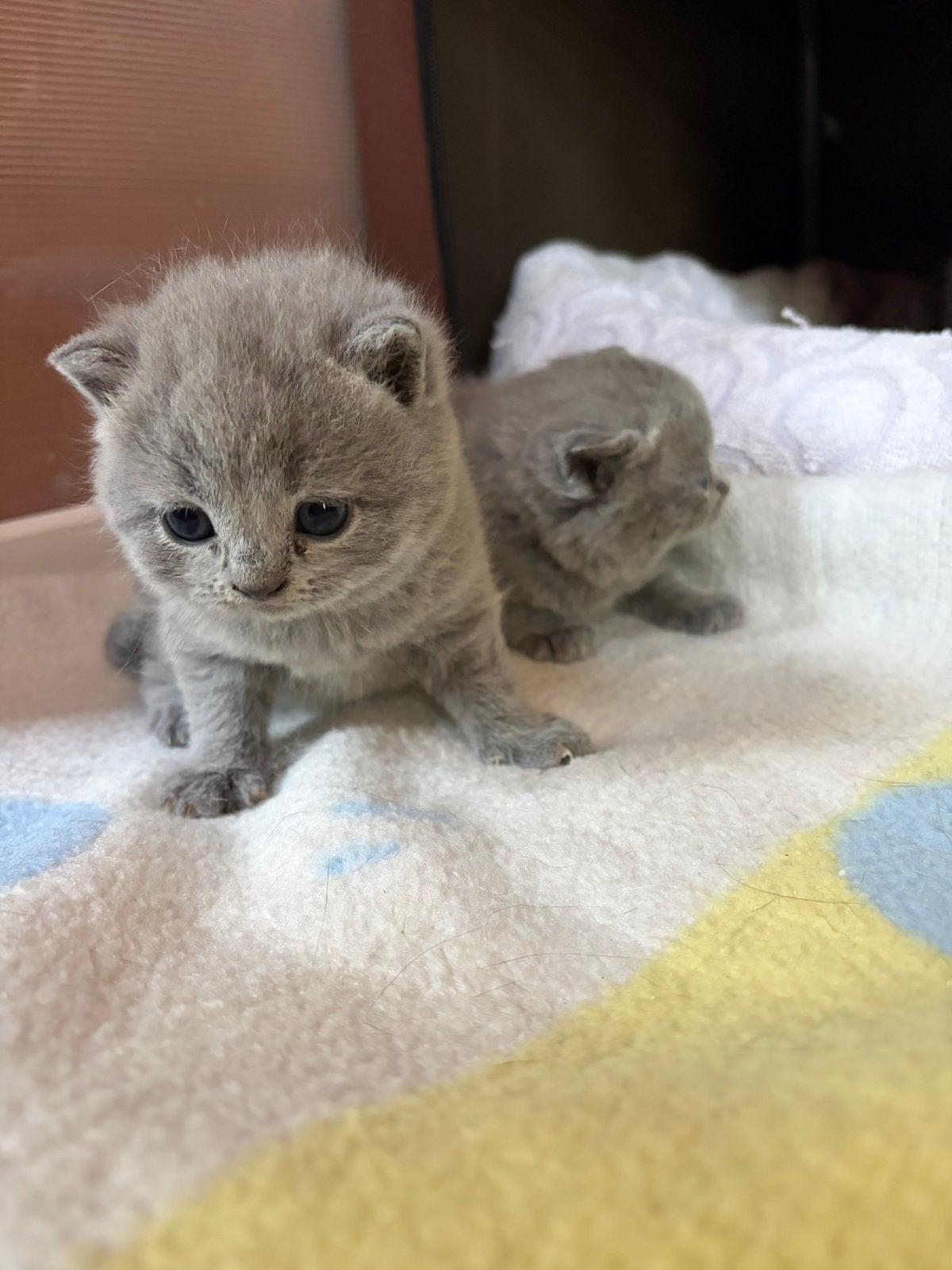 Brits korthaar kittens, Chat, Avec puce électronique, 0 à 2 ans