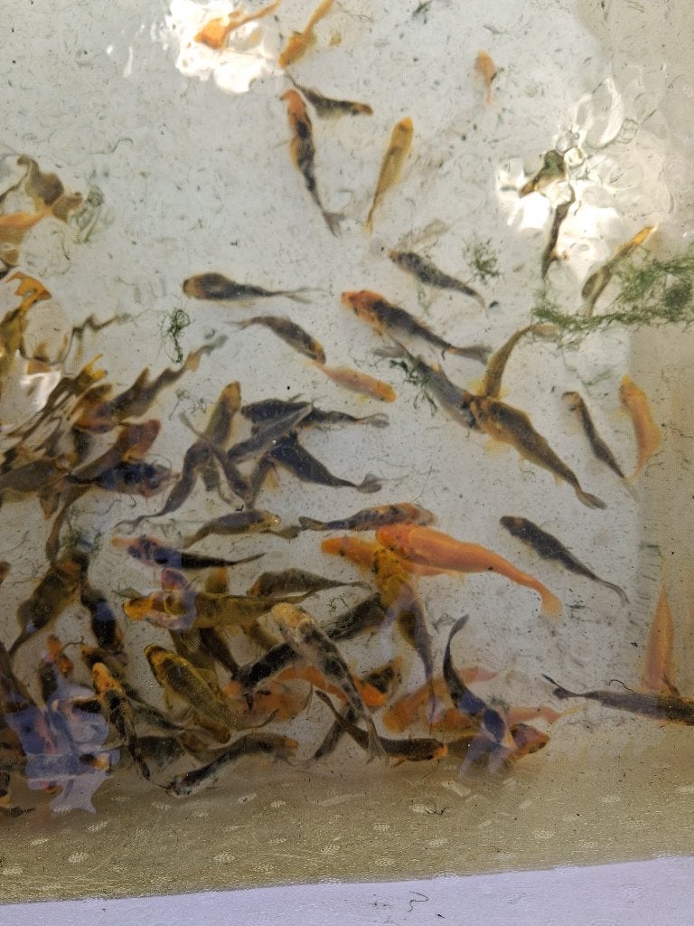 30 Kleine Koi visjes, Karper of Koi