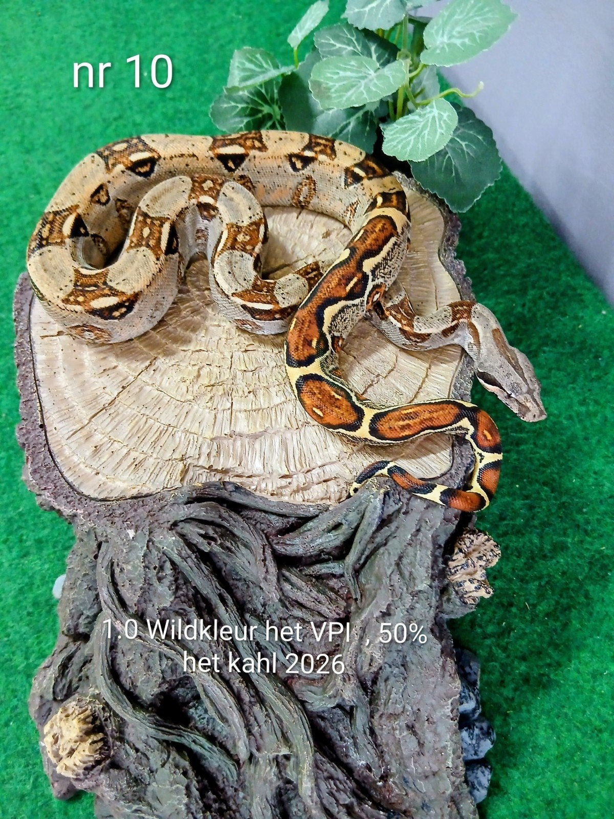 5 Boa's Imperator nakweekjes 2026, Dieren en Toebehoren, Slang, Tam, 0 tot 2 jaar