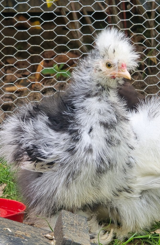 Usa zijdehoen haan zwart frizzle mottled, Dieren en Toebehoren, Mannelijk, Kip