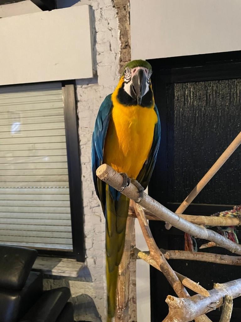 Blauw gele ara met alle benodigheden, Mâle, Perroquet, Parleur