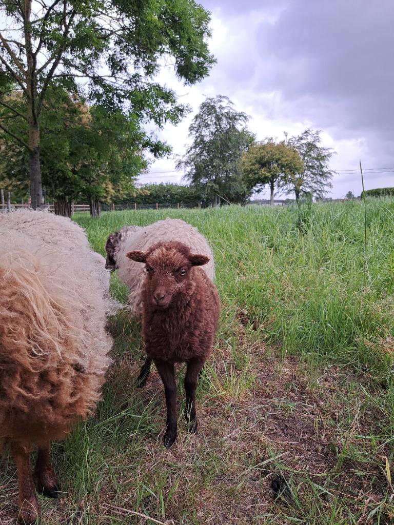 Ouessant ooilammetje bruin, Dieren en Toebehoren, Vrouwelijk, Schaap, 0 tot 2 jaar