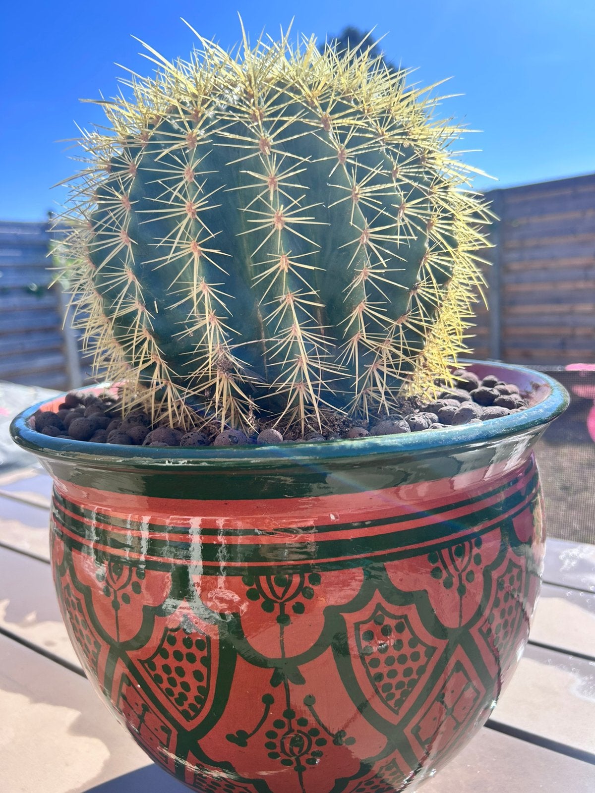Cactus, Ophalen, 150 tot 200 cm, In pot, Cactus