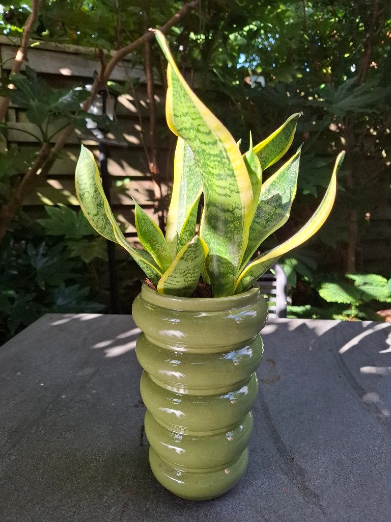 Sanseveria, Huis en Inrichting, Ophalen, Overige soorten, In pot, Minder dan 100 cm