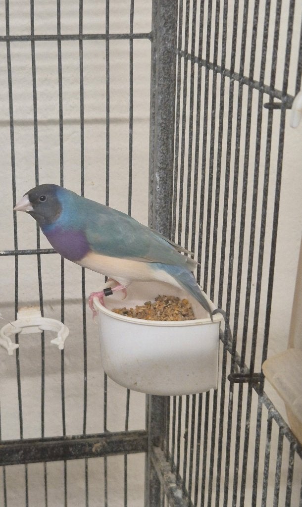 Gould, Meerdere dieren, Tropenvogel, Geringd