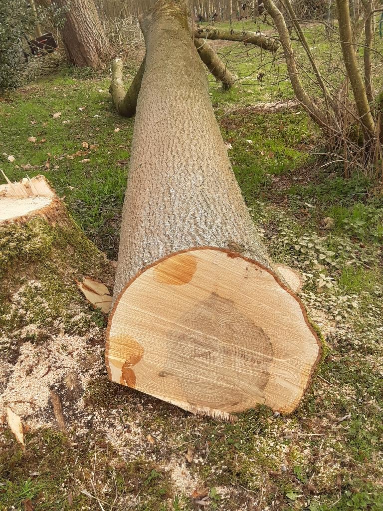 Boomstam van es, Tuin en Terras, Brandhout, Ophalen, Essenhout, Stammen