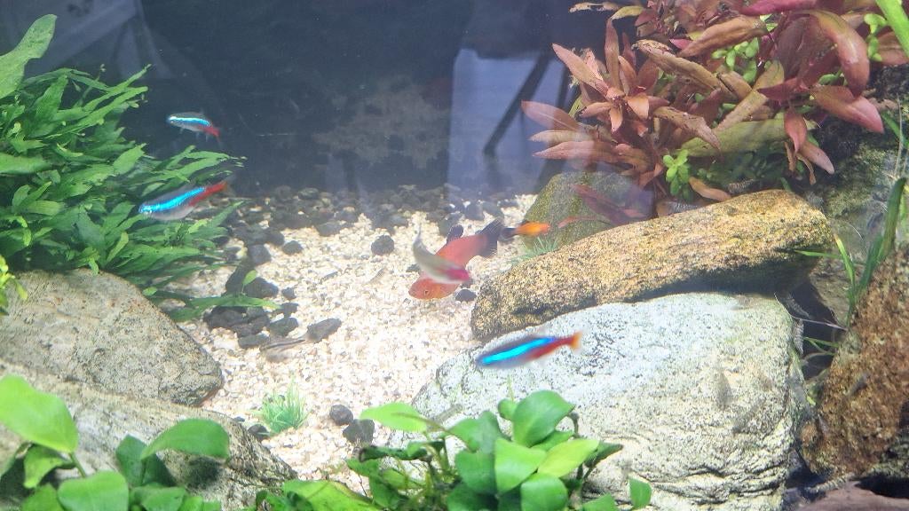 Platty, Dieren en Toebehoren, Vissen | Aquariumvissen