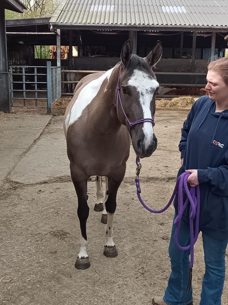 Leuke 7 jarige Paint merrie te koop, Dieren en Toebehoren, Paarden, Merrie, Zadelmak, Minder dan 160 cm, 7 tot 10 jaar, Westernpaard