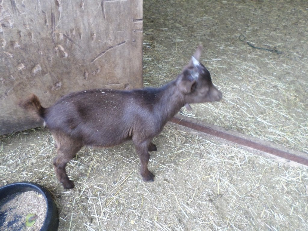dwerggeitje, Dieren en Toebehoren