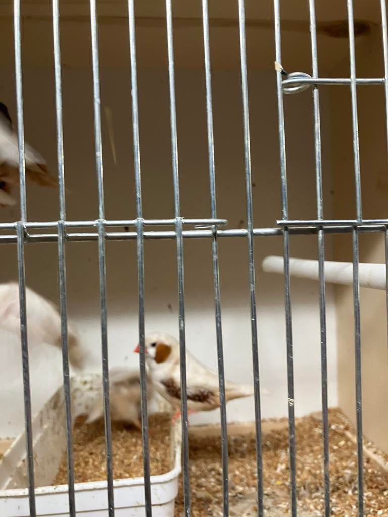 4 WINTERHARDE ZEBRAVINKJES VOOR 25 EURO, Plusieurs animaux, Oiseau tropical