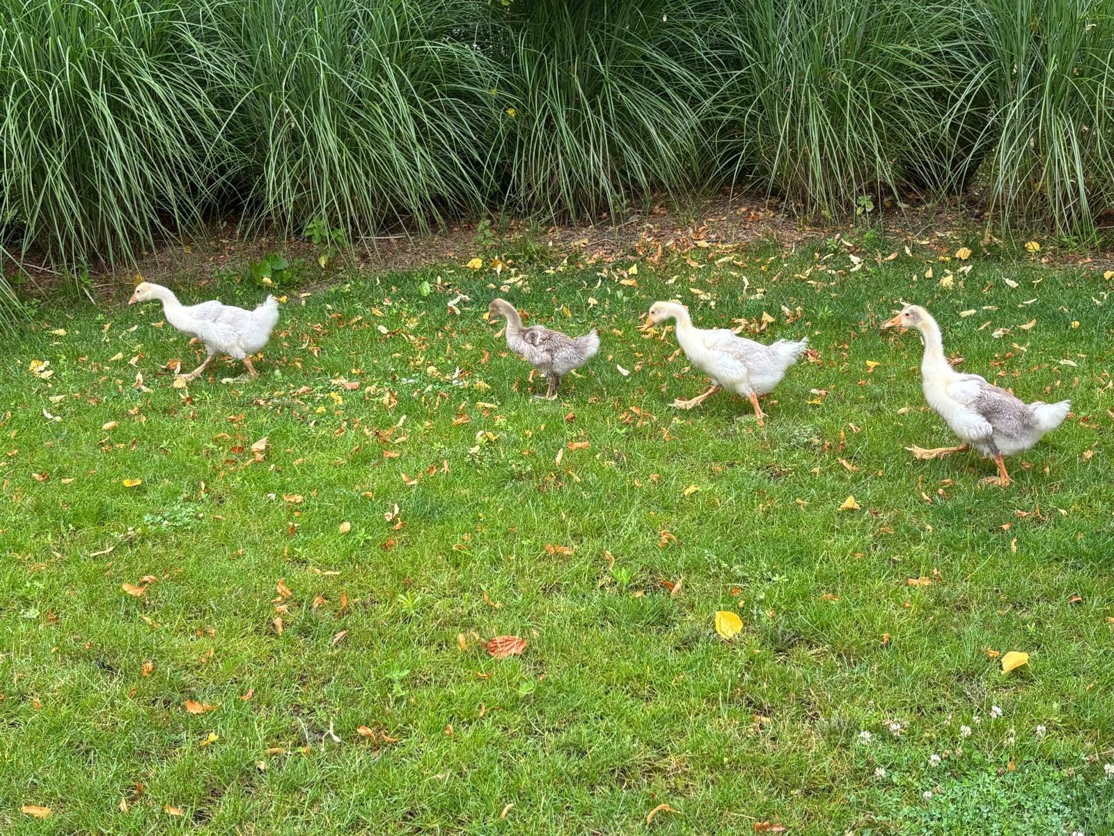 Jonge  ganzen  20 per stuk, Dieren en Toebehoren