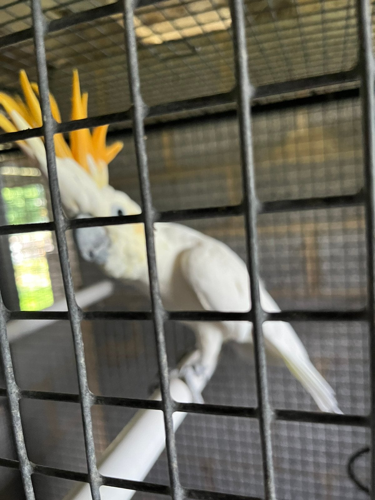 Oranje kuif kaketoe, Dieren en Toebehoren, Mannelijk