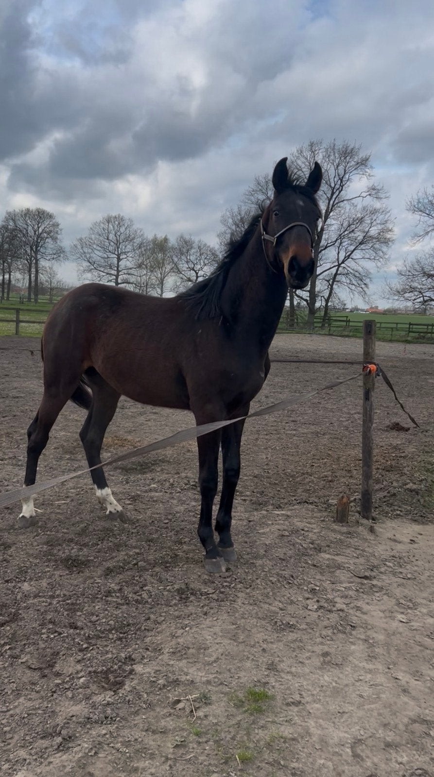 New pleasure ruin, Dieren en Toebehoren, Paarden, Ruin