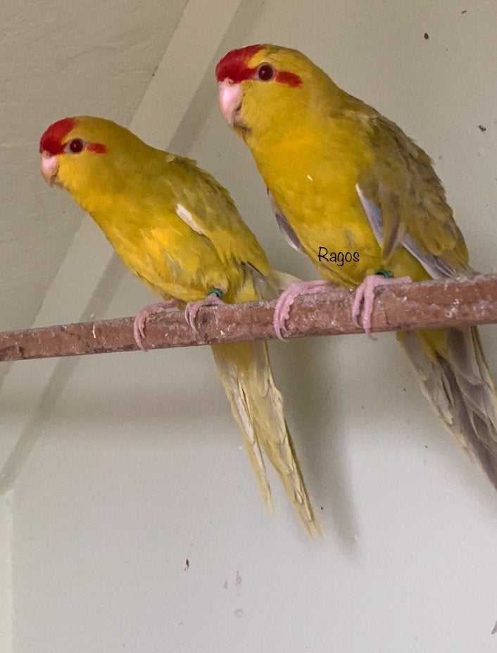 Kakariki, Meerdere dieren, Parkiet, Geringd