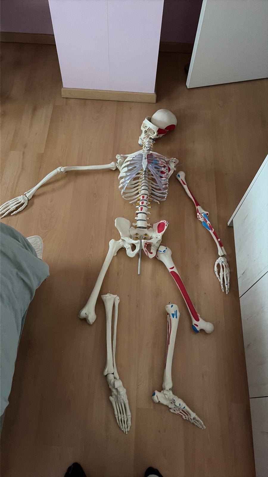 Anatomie skelet te koop, Boeken, Ophalen, Nieuw, Hoger Onderwijs