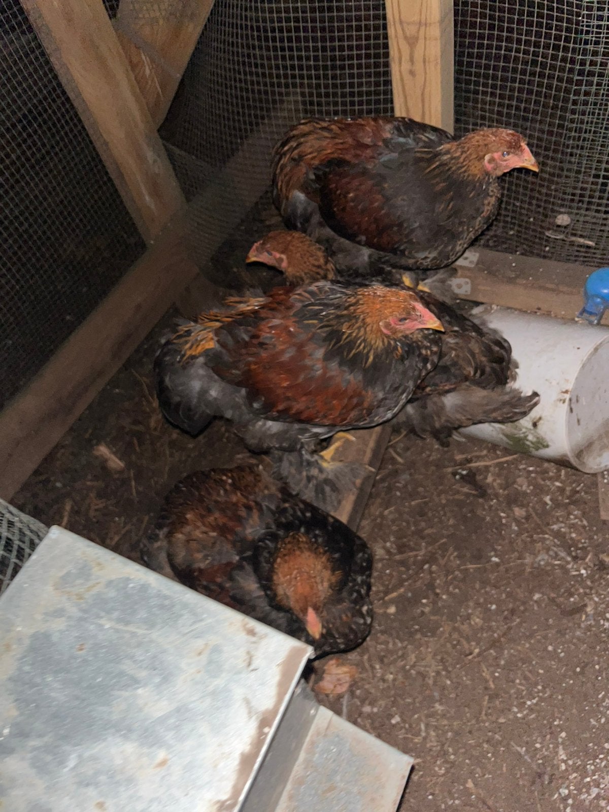 Brahma patrijs, Dieren en Toebehoren, Meerdere dieren