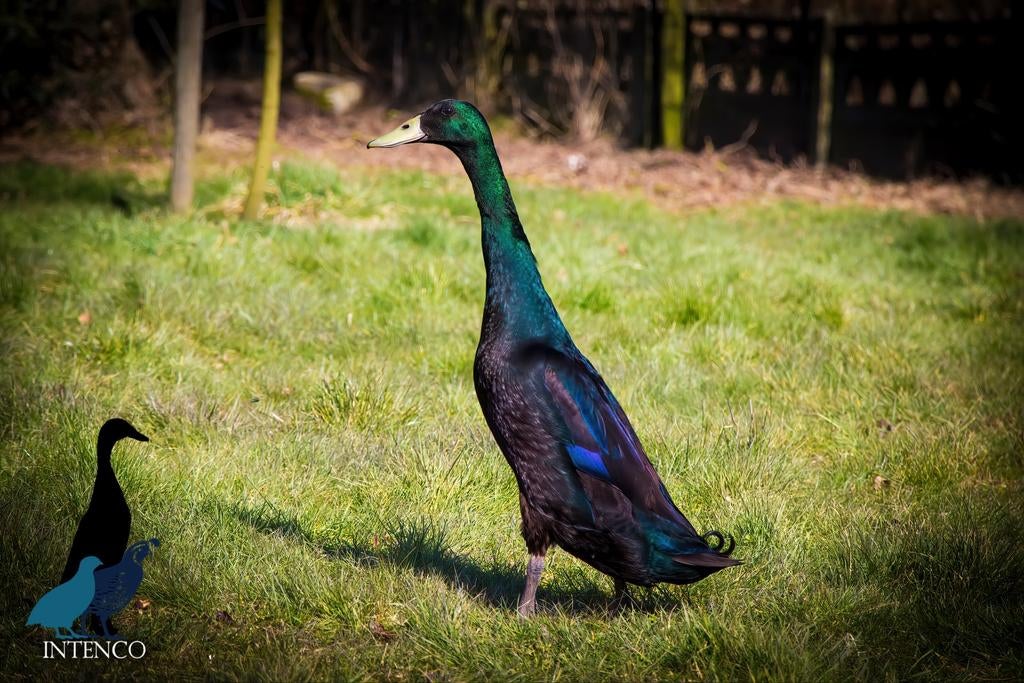 Intenco Indische loopeenden broedeitjes: zwart en blauw