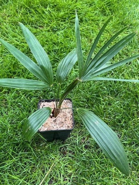 Trachycarpus princeps x Naggy, Enlèvement ou Envoi, En pot, Moins de 100 cm, Plein soleil