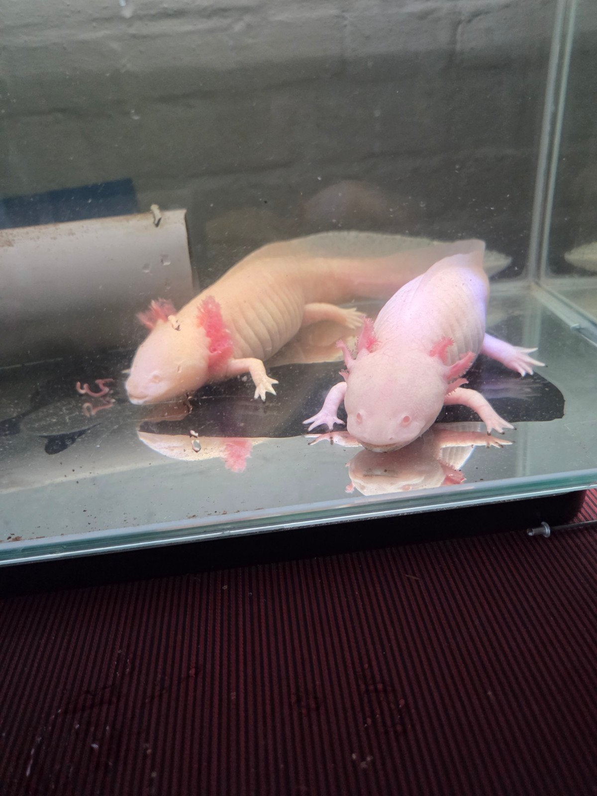 axolotll