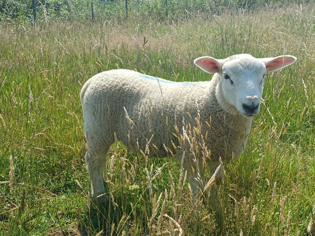 Schapen : ram-lammeren en ooi-lammeren, Dieren en Toebehoren