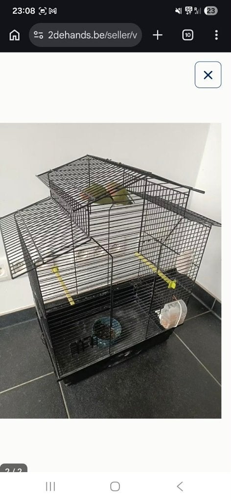 Couple Rossecollie avec grande cage, Plusieurs animaux, Perroquet nain ou Inséparable