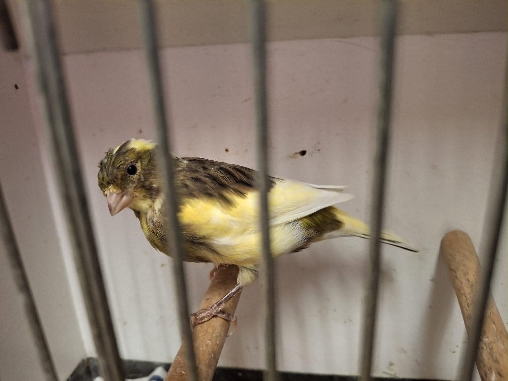 mooie kanarie (man), Dieren en Toebehoren, Vogels | Kanaries