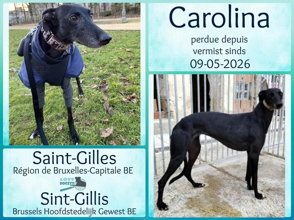 Vermist Carolina ‼️‼️‼️ Brussel omg JUBELPARK, Dieren en Toebehoren, Ophalen of Verzenden