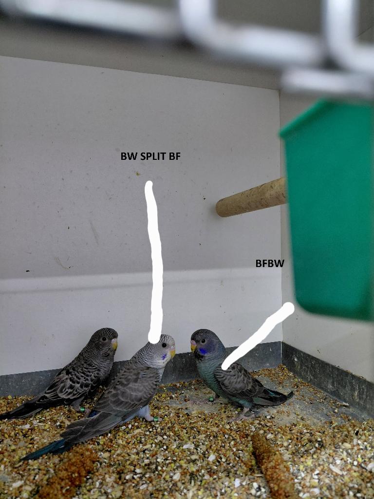 BFBW, Meerdere dieren, Parkiet, Geringd