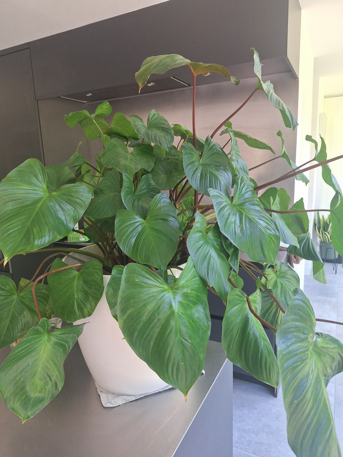 Homalomena rubescens plant 10 jaar oud, Tuin en Terras, Ophalen