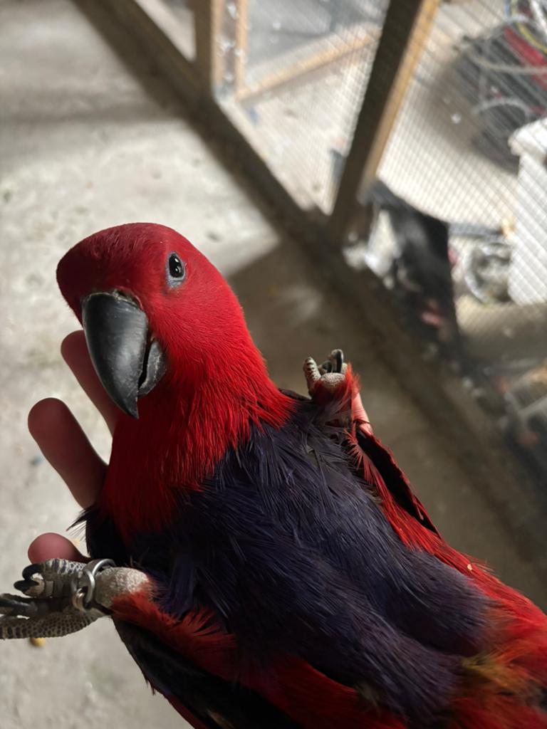 Eclectus, Animaux & Accessoires, Enlèvement ou Envoi