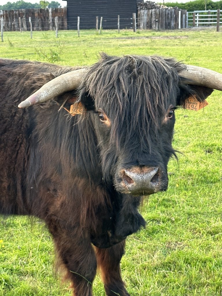 Schotse hooglanders te koop, Dieren en Toebehoren, Mannelijk