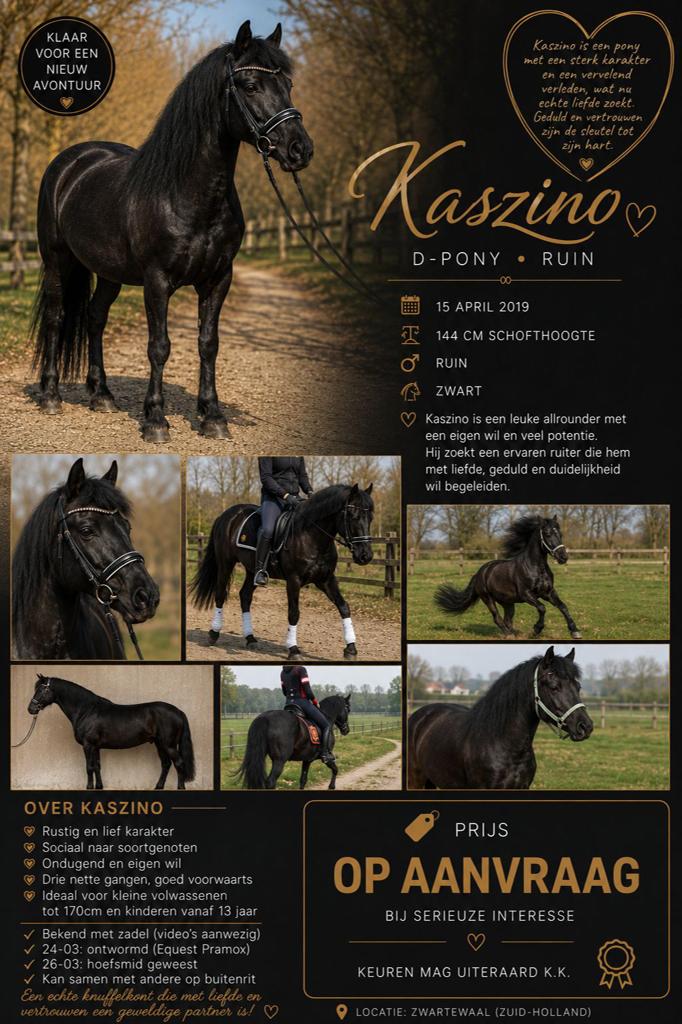Prachtige zwarte parel met karakter zoekt zijn soulmate!, Dieren en Toebehoren, Pony's, B, Ruin, Recreatiepony, D pony (1.37m tot 1.48m)