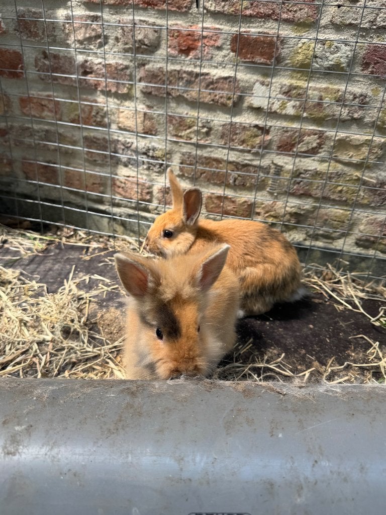 Konijn, Dieren en Toebehoren, Konijnen, Mannelijk, Middelgroot, 0 tot 2 jaar