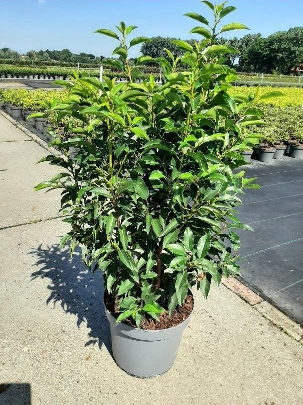 Laurierplanten, Ophalen, Laurier, Haag, 100 tot 250 cm