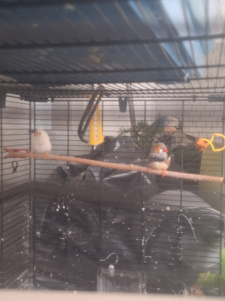 Couple mandarins, Animaux & Accessoires, Oiseaux | Oiseaux Autre, Oiseau tropical, Plusieurs animaux