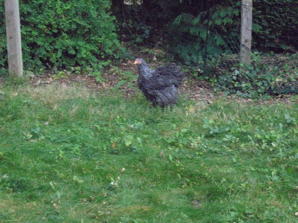 Cochin Groothoender, Dieren en Toebehoren, Pluimvee, Vrouwelijk, Kip