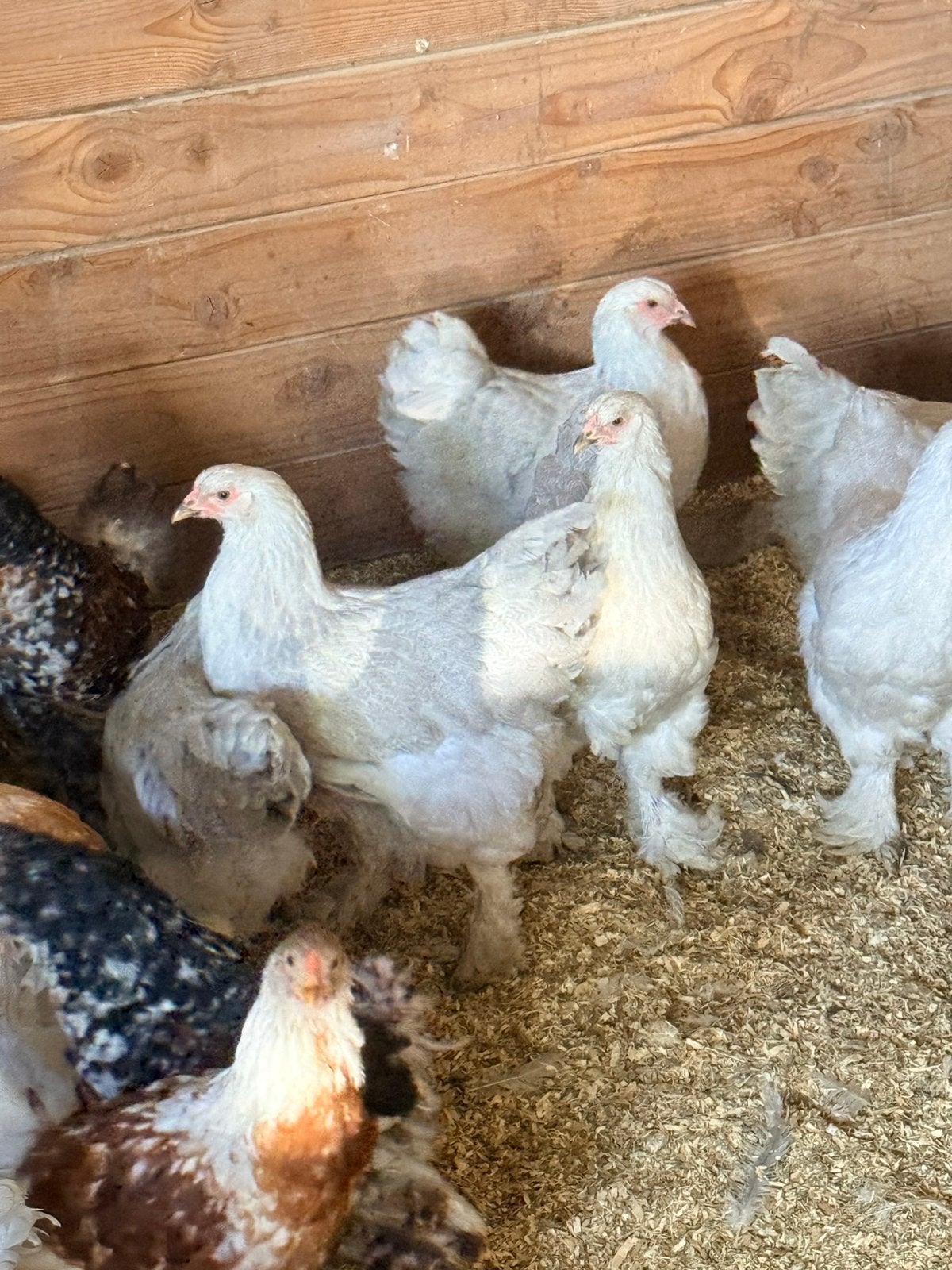 Brahma isabel, Dieren en Toebehoren, Pluimvee