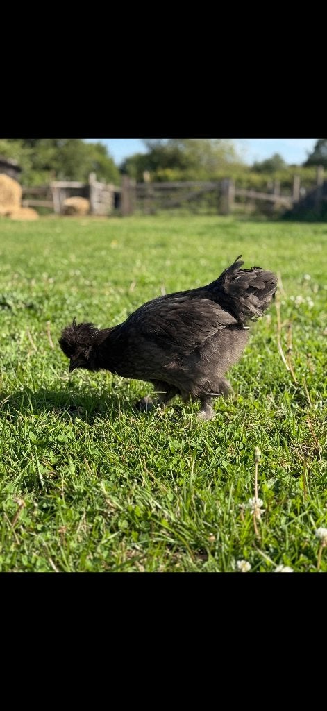 Zijdehoen, Dieren en Toebehoren, Pluimvee, Geslacht onbekend, Kip
