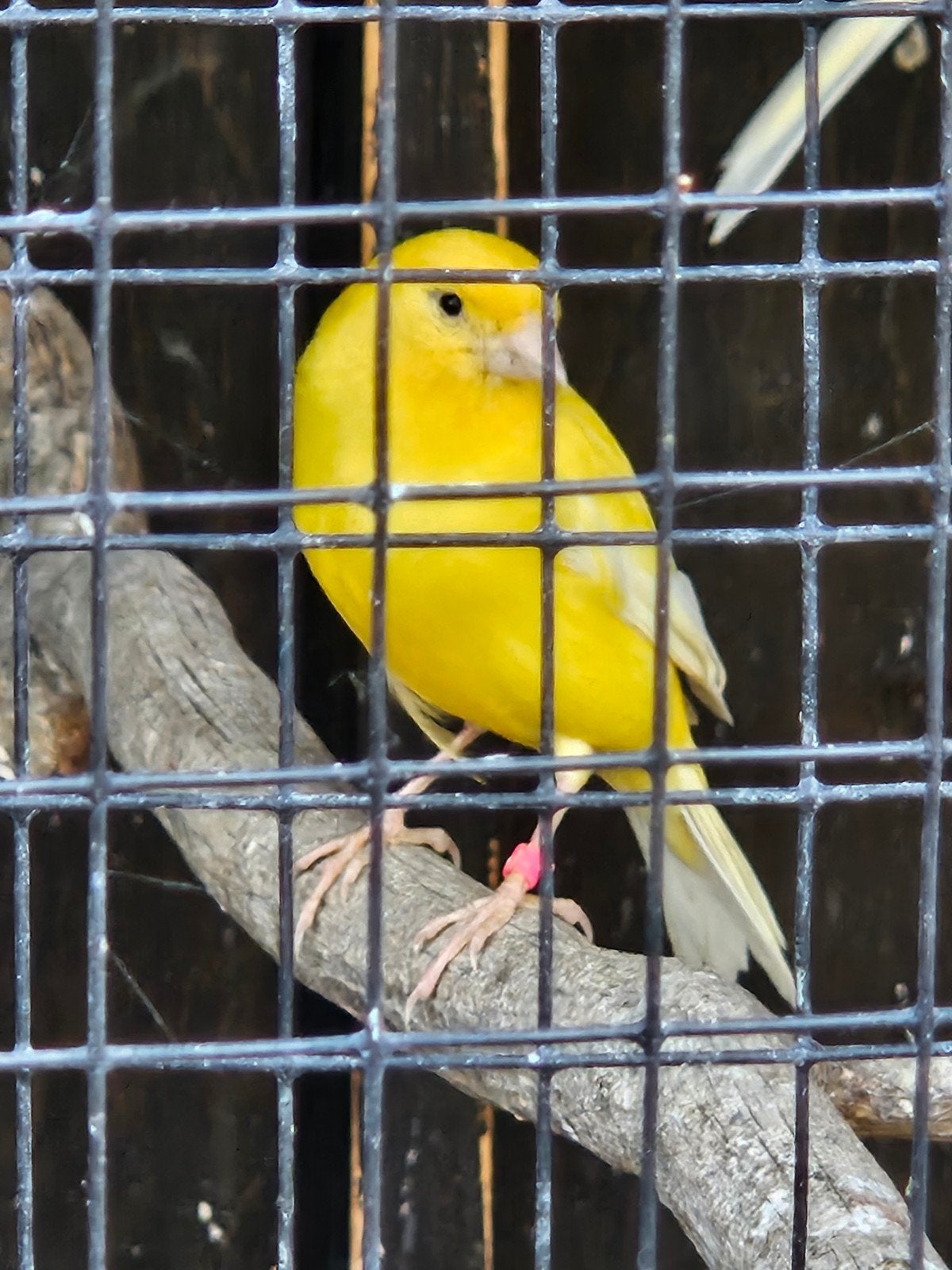 Gele kanarie Man, Dieren en Toebehoren, Vogels | Kanaries