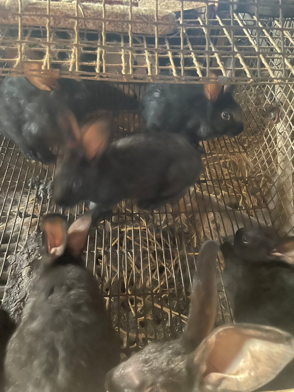 Konijnen, Dieren en Toebehoren, Konijnen